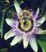 passiflora
